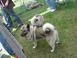 Image result for norwegian elkhound grey