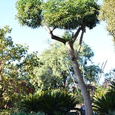 Image result for Cussonia spicata