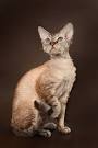 Devon Rex Kittens for Sale - Adoptapet