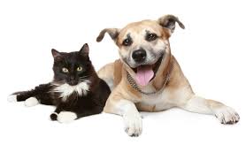 Unlike health insurance, the policyholder must pay for their pet's less than 1%. 5 Trends That Will Double The U S Pet Insurance Market By 2022