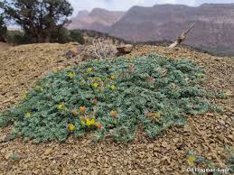 Image result for Lotus namulensis