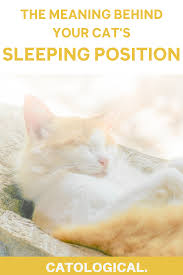 Cat Sleeping Position Meanings What Does Belly Up Or Curled Up Mean Cat Sleeping Positions Cats Cat Sleeping