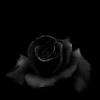 Black aesthetic black and white photo wall black roses wallpaper dark photography dark wallpaper iphone aesthetic wallpapers black and white aesthetic aesthetic roses rose wallpaper. Https Encrypted Tbn0 Gstatic Com Images Q Tbn And9gcr3kwmygyoq3njl Juc Kgukyvf1cxyhd Gll7nx Tkgjyyl1lc Usqp Cau