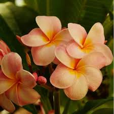 Image result for Plumeria rubra
