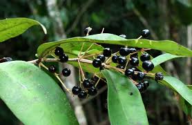 Image result for Dictyophleba ochracea