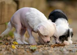 Check spelling or type a new query. How Much Does A Chinese Crested Cost Prices Expenses