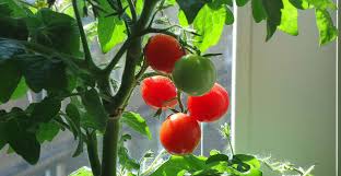Maybe you would like to learn more about one of these? How To Grow Tomatoes From Seed For An Inexpensive Fruitful Garden Life S Dirty Clean Easy