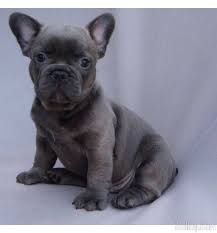 If you find a breeder in texas or an online advertisement on craigslist advertising a litter of puppies for free or to a good home for free then run, do not walk away. French Bulldog Price Texas French Bulldog Puppies Bulldog Puppies French Bulldog For Sale
