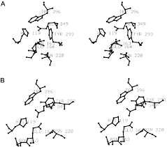 4 results for yamaha fg 202. Improved Catalytic Efficiency And Active Site Modification Of 1 4 B D Glucan Glucohydrolase A From Thermotoga Neapolitana By Directed Evolution Journal Of Biological Chemistry
