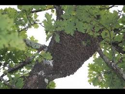 Epingle Sur Apiculture