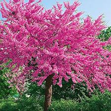 Judasbaum 1 Pflanze Amazon De Garten Baume Garten Judasbaum Garten Bepflanzen