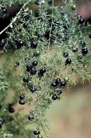 Image result for Asparagus pendulus