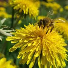 One of the best kept secret when it comes to seeds of uncommon botanical species. Should You Leave The Dandelions For The Bees Life Daily Journal Com