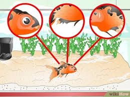 How To Identify Aquarium Fish Diseases 8 Steps With Pictures