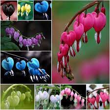 200pcs Bag Heart Flower Dicentra Spectabilis Seeds Bleeding Heart Classic Cottage Garden Plants Heart Shap Bleeding Heart Bleeding Heart Flower Seeds For Sale