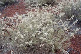 Image result for Aerva