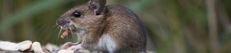 ︎ adresas 1312 shiloh rd, sturgeon bay, wi 54235. Advanced Wildlife And Pest Control