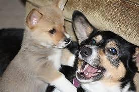 Check spelling or type a new query. Corgi Mix Puppies For Sale In Rhododendron Oregon Classified Americanlisted Com