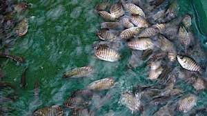 Maybe you would like to learn more about one of these? Pada Umumnya Petani Ikan Memelihara Ikan Konsumsi Dengan Tujuan