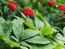 Apa Itu Ginseng Asia – Pelajari Cara Menanam Tanaman Ginseng Korea