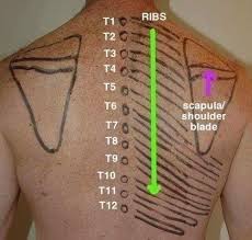 True ribs (proper ribs) are directly connected to the sternum through their cartilages. Surface Anatomy Physiotherapy Foundation Of Bangladesh Facebook
