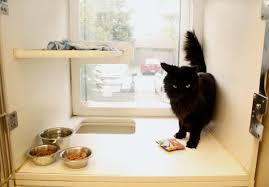 Maybe you would like to learn more about one of these? Cat Boarding In Potomac Maryland Md Pet Resort Animal Hospital