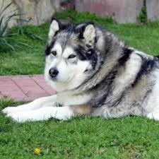 Check spelling or type a new query. Alaskan Malamute