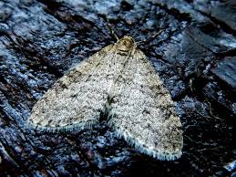 Image result for Trichopteryx