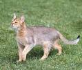 Indoor Cat or Outdoor Cat - Cat Breeds Encyclopedia