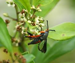 How to get rid of bugs on zucchini org. Squash Vine Borer Wikipedia