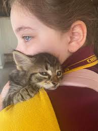 Mum and son horrified as tiny kittens tossed from moving car