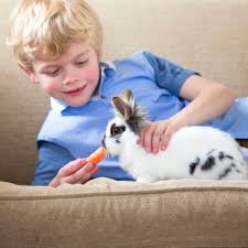 Here's a little reminder on super saturday, that your friendly neighborhood #petstore is a great place to both get #petcare advice and pick up a special #treat for. Buying And Caring For A Pet Rabbit