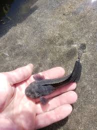 Image result for Liparis killmanniae