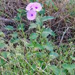 Image result for Astripomoea malvacea