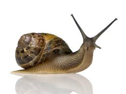 The life expectancy of snails depends on their habitat and the species. Snail Snails In Garden Animals