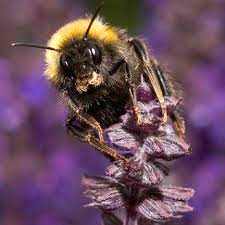 When you receive your hardy hibiscus plant from american meadows, it could look like a pot of soil with sticks. Why Bees Don T Buy The Flashiest Flowers Cosmos Magazine