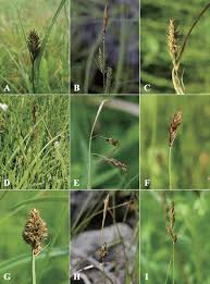 Image result for Cyperaceae