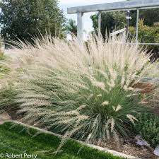 Muhlenbergia Lindheimeri Inland Valley Garden Planner Mediterranean Garden Design Mediterranean Garden Garden Planner