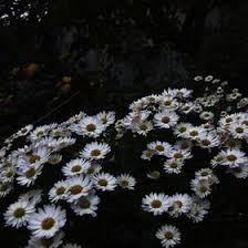 Isabel Morrison (miatrica)