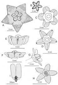 Hoya Krusenstierniana Simonsson Rodda A Flower Top View B Download Scientific Diagram