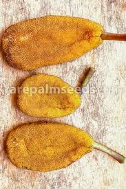 Image result for Musanga