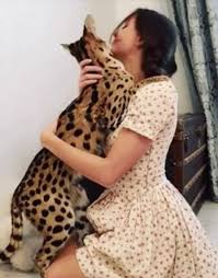 A savannah cat prowls its domestic environment. Brunette Babe Hugs African Serval Wild Cat In Viral Video Travel News Travel Express Co Uk