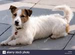 106 Best Long haired jack russell images | Jack russell ...