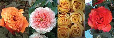 Maybe you would like to learn more about one of these? Southern Wholesale Florists