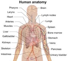 It's best to press your finger on the inside of your hand, just below the thumb. Human Organs And Organ Systems Ck 12 Foundation