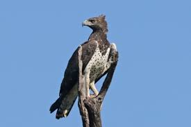 Martial Eagle Wikipedia