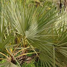 Image result for Nannorrhops