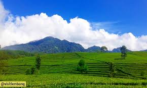 Umbul sidomukti menawarkan banyak wahana seru, salah satu kegiatan favorit yang bisa dilakukan di wisata bandungan satu ini adalah berenang. Kebun Teh Sukawana Lembang Bandung Pemandangan Hijau Sejauh Mata Memandang Triprofik Com