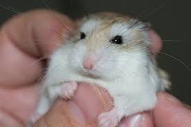 Their tiny size and speed however can make them hard to handle. What Do Robo Hamsters Eat Your Roborovski Hamster S Diet Howdy Pets