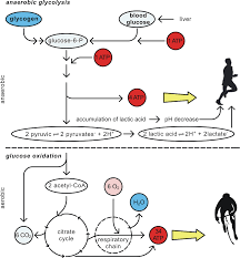Energy Coverage Of Muscle Contraction Muscle Contraction Acetyl Coa Contractions